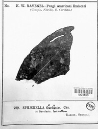 Sphaerella gordoniae image